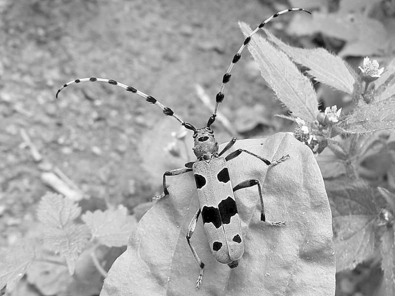 The longhorn beetles of the Đerdap NP (Serbia) 113 Figure 5. Rosalia alpina (Linnaeus, 1758) (photo Milan Đurić, 2009). 58.