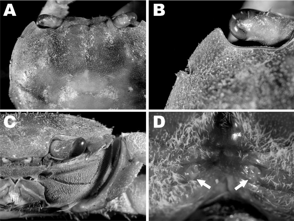 566 mm; MCM-N8-5-00) A ; B ; C ; D Fig Karstarma boholano Ng 2002) from Tarama-jima Island female carapace width 566 mm; MCM-N8-5-00) A cephalothorax dorsal view; B left external orbital angle of