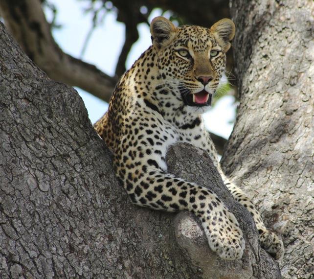 Tulia (Photo by Joe Kibwe) At Singita Grumeti female leopards seem to be a lot less relaxed than their male counterparts.