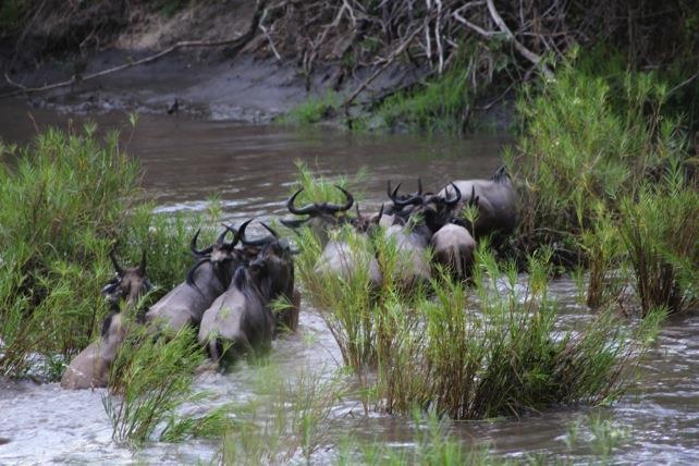 As the migration moved back through Singita Grumeti, guests were lucky enough to see a