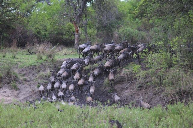 The excitement was very much alive as the wildebeest gathered along the bank readying