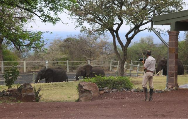 A visit to the stables (All photos by Mishi Mtili) The elephant herds that frequented Sasakwa Hill