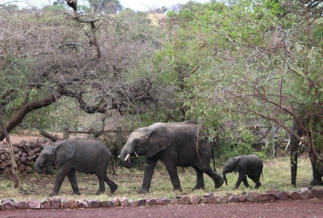 As Martin explains, Elephants make an annual visit to the stables and leave behind their