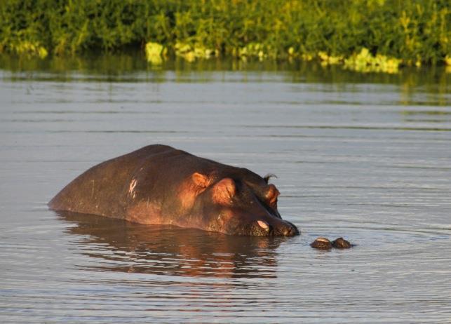 Happy hippos (All photos by Joe Kibwe) Guide Joe Kibwe and guests were lucky enough to see two hippos
