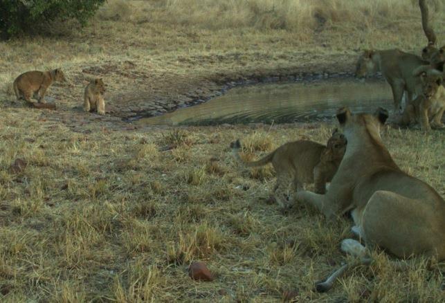 (Trail camera at Sasakwa Waterhole) The Butamtam Pride of lions had been hunting near the lodge and was stalking the two wildebeest.