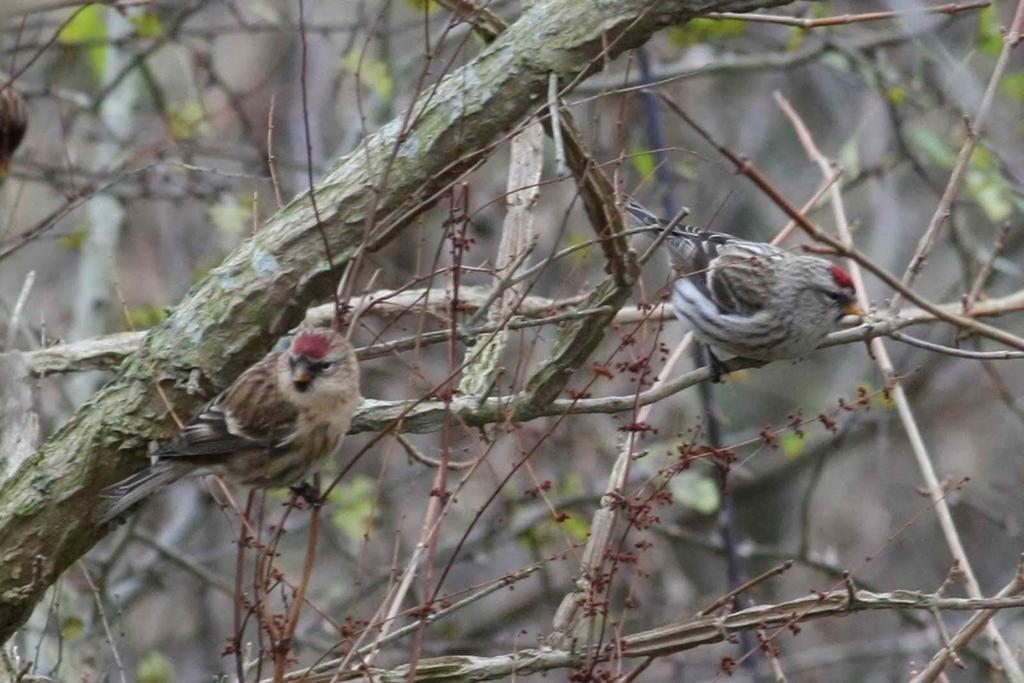 5 MEALY REDPOLL Carduelis flammea Lesser Redpoll (Carduelis cabaret) alongside Mealy Redpoll (Carduelis flammea) at Brogborough Tip, Bedfordshire, November 2010 (Neil Wright) MEALY REDPOLL Carduelis