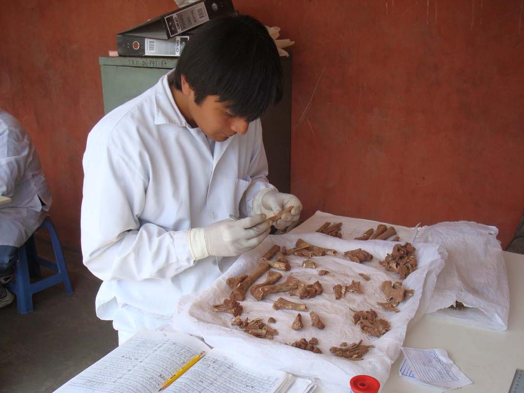 Analysis of animal bones recovered