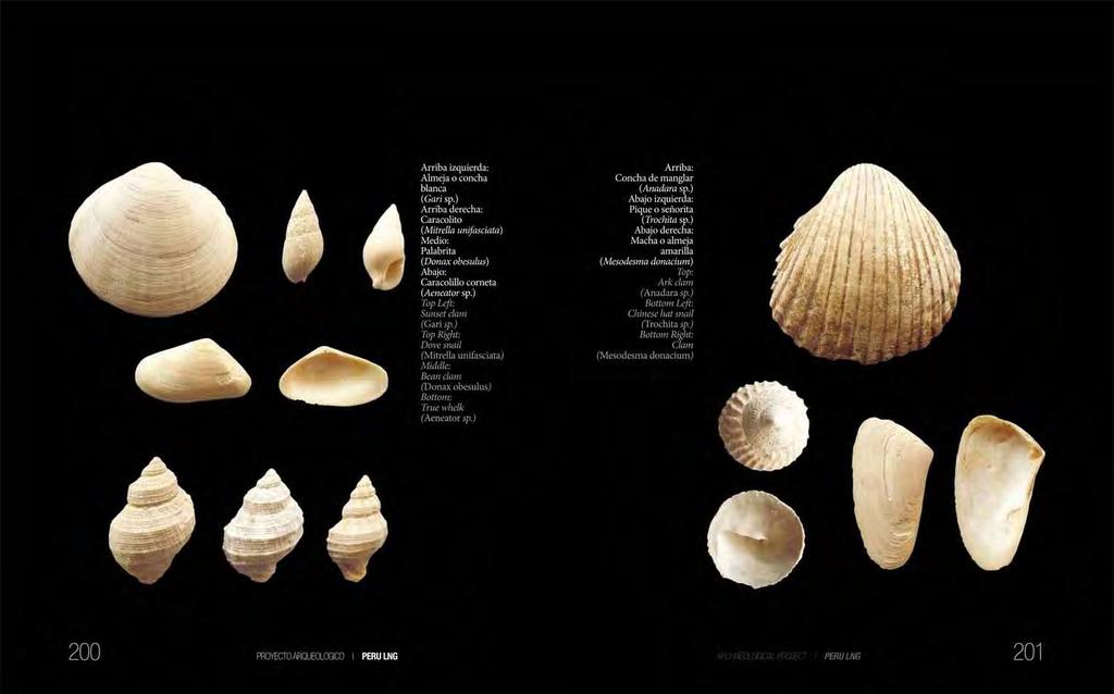 Shells recovered from