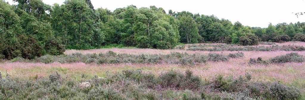 The Sherwood Forest Trust, between 2002-2007 with The Sherwood Initiative and now moving forwards through our new work programmes, restored and created heathland and improved the habitat through: