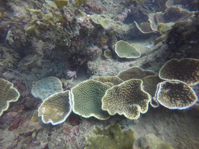 Site 2 Foliose coral