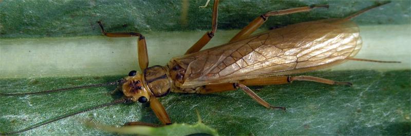 The stonefly (Plecoptera) fauna of the Carpathian Basin and the Balkans (Dávid Murányi, Tibor Kovács, Kirill Orci) The stonefly fauna of the Carpathians, and especially of the Balkans are rich in