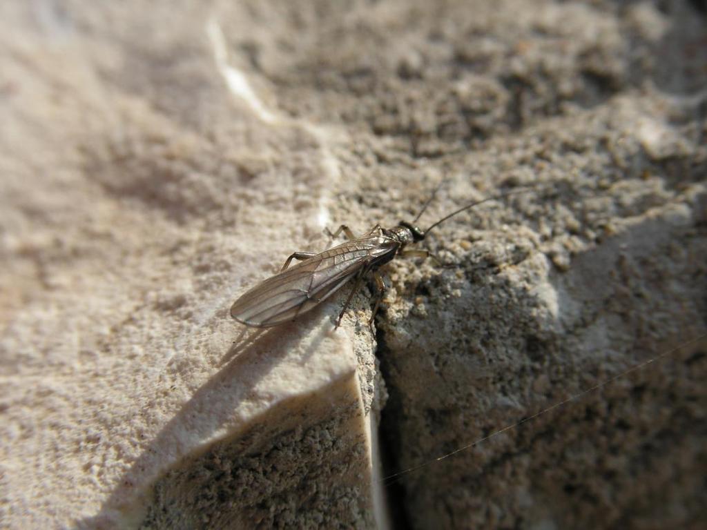 Nemoura asceta Murányi, 2007, a stonefly described