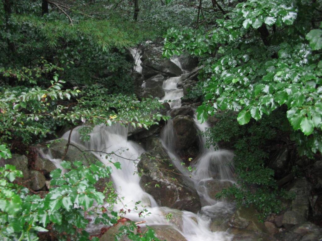 Forest stream in the Korean Seorak Mts, habitat of Korean endemic stoneflies.