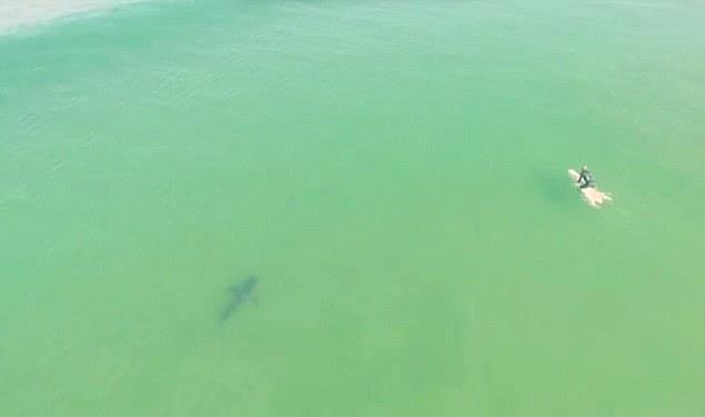 Drone image of great white shark swimming near surfer at Pismo State Beach, CA At the conclusion of each drone survey, the spotter would change the drone battery, allow the spent battery to cool, and