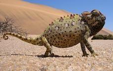 Admire the transparent Namib Dune Gecko (Pachydactylus rangei) with webbed feet that are equivalent to snow shoes.