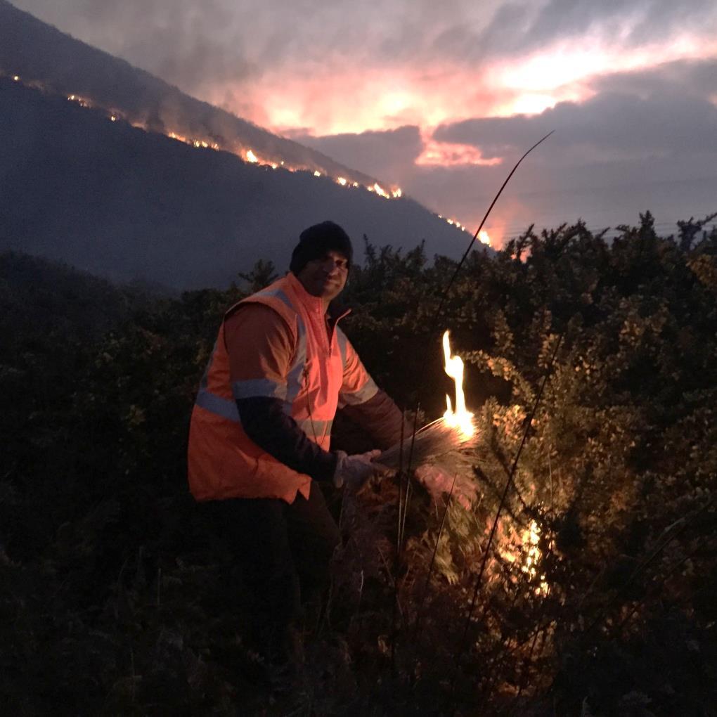 Gorse control Solid strategic work continues to tackle gorse, through power tools, cutting and pasting as well as fire.