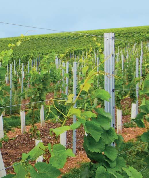 Precisely planted rows are not just a sign of a well managed vineyard; they also present an important advantage when it comes