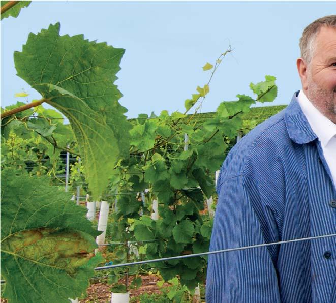 LINUS Vineyard Poles quality wins Using innovation to stay one step ahead PATENTED diagonal-cut Here at voestalpine Präzisionsprofil GmbH, we have been developing and further improving vineyard poles