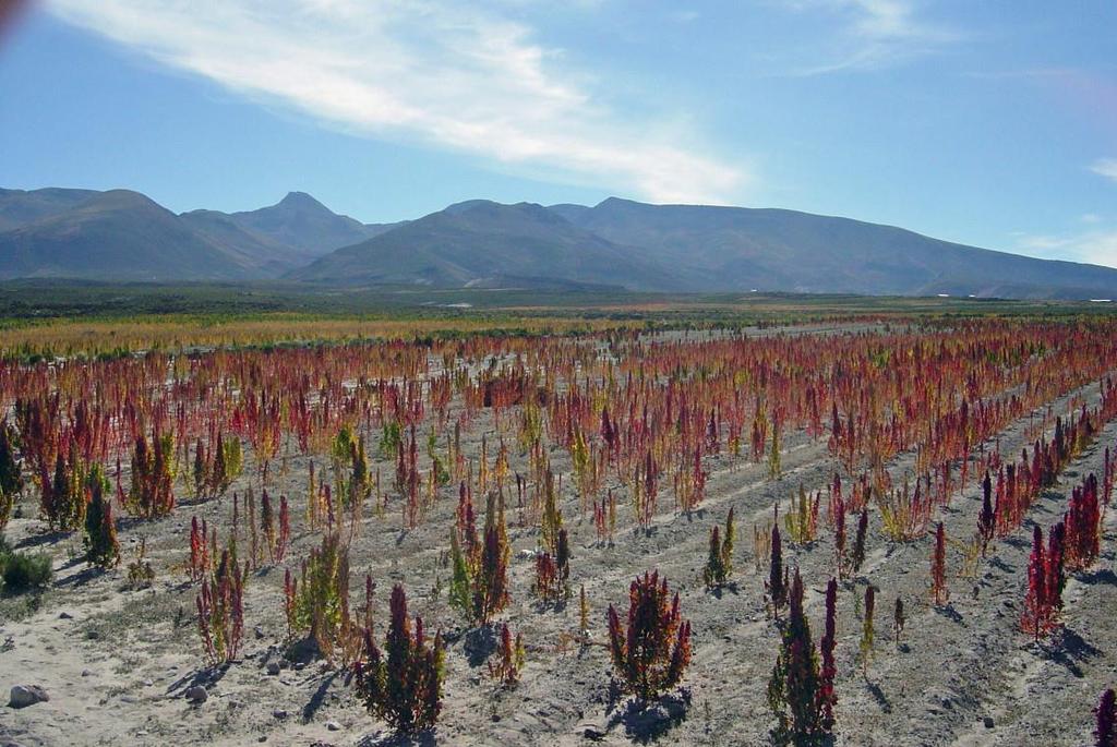 Farm communities in the Salar de Uni region Quinoa (Chenopodium quinoa