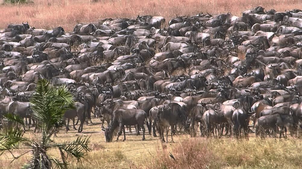 Migration update: The fact that Lamai gets more rain ensures that the grass stays green and long right up until the wildebeest herds arrive in earnest. In late June they did just that.