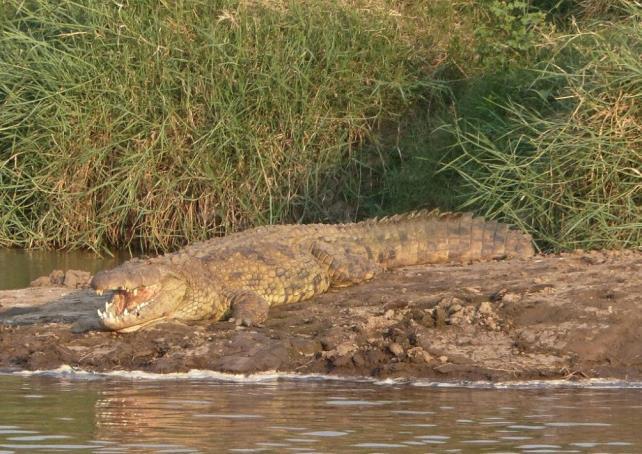 The crocodiles go into a killing frenzy, drowning far more than they could ever wish to