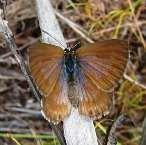 Threatened butterflies Brenton Blue