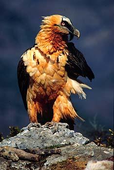 1. INTRODUCTION The Bearded Vulture (Gypaetus barbatus) is now considered to be the rarest raptor in Greece and generally in the Balkans, since its population is located only in Crete and it