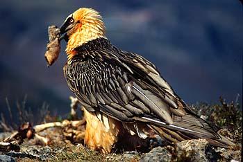 in areas of lower altitude (500-800 m). It nests during the winter period between mid-december and the end of January in small caves on rocky cliffs or in deep gorges with steep slopes.