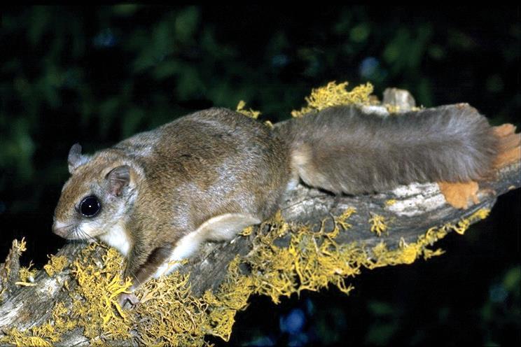 Creature Feature: The Northern Flying Squirrel by Matt Klope Click on the picture to learn about the Northern Flying Squirrel in
