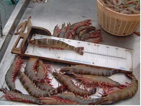 The white prawns of Mozambique White prawns have a high export potential because they taste different from others The quality and specificities of the white prawns of Mozambique is well known, not