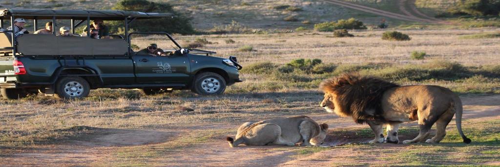 Game Viewing Enjoy sunset and sunrise game drives in an open Landrover with your