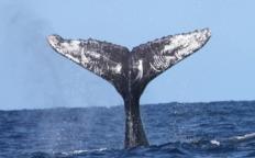Every Humpback whale has distinct markings on their tail fluke making it possible to identify individuals.