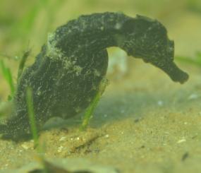 The seagrass bank is a habitat for a great abundance of seahorses, however, there is no current information on the status of the seahorse population in the area.