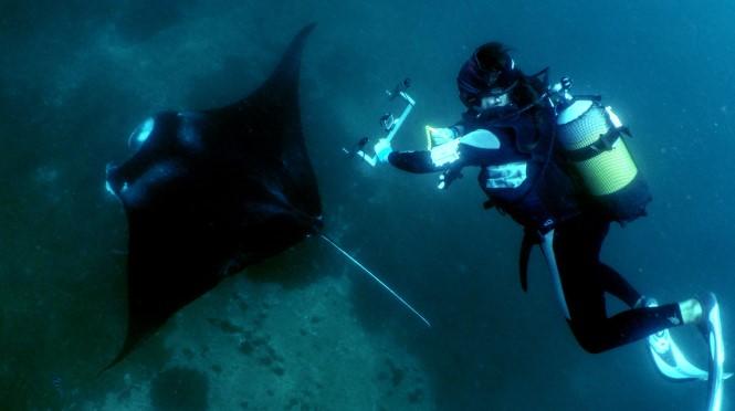 Our Research Projects 1. Manta Ray Population using photo ID Manta Rays are the largest rays in the world.