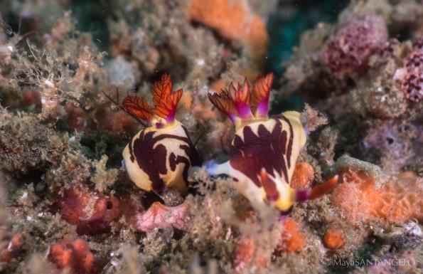 In the Western Indian Ocean studies on nudibranchs have been very limited, giving us a unique opportunity to discover and explore new ground.