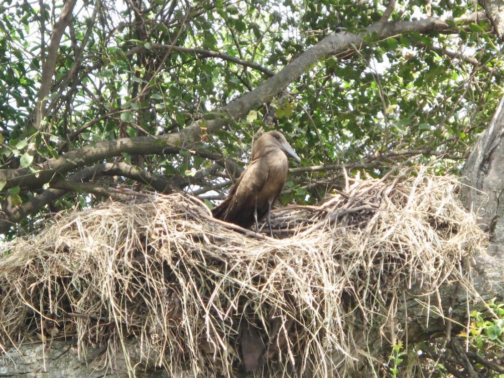 Building a nest (Photos by Adas Anthony) Guide Adas Anthony has been monitoring the construction of this hamerkop (Scopus umbretta) nest along Chui Drainage, since late May.