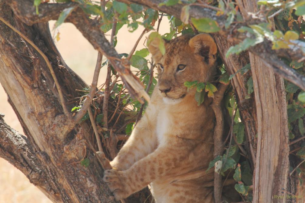 By the end of June all eight cubs remained alive, safe and