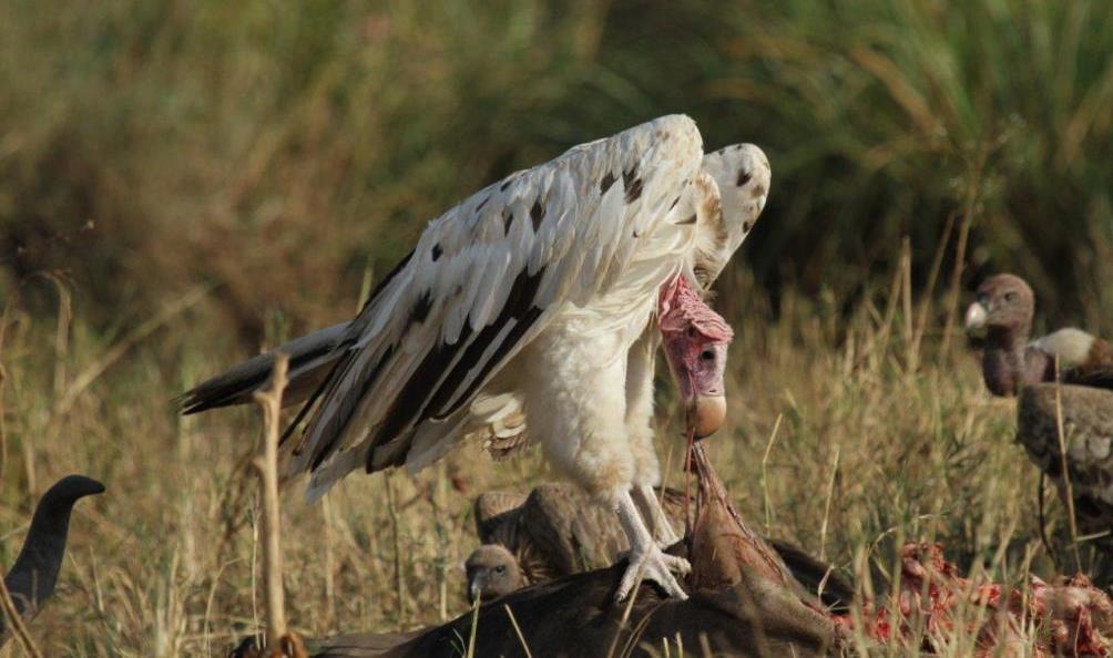 Usually lappet-faced vultures are blackish above with strongly contrasting white thigh feathers and an underside that can range from pure white to buff-brown.