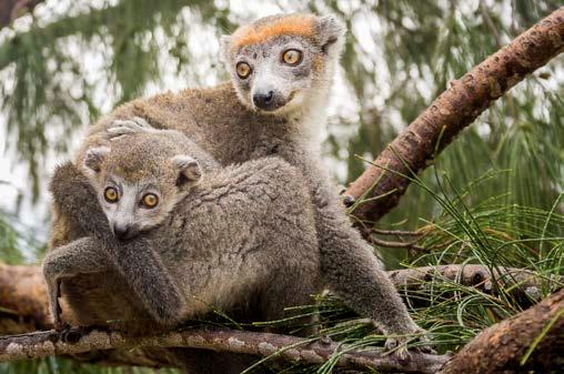 There are numerous animals that inhabit this national park including the ring-tailed mongoose, the fossa and 8 lemurs (which are not always easy to see).
