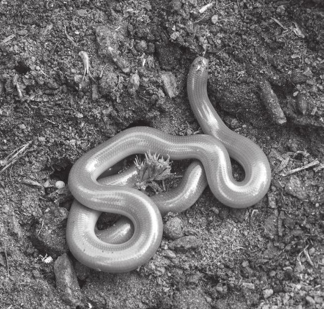 Distribution of the Eurasian Blind Snake Xerotyphlops vermicularis (Merrem, 1820) in South-western Bulgaria... was 9.