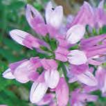 The most reputed wild flower of Rhodope is its