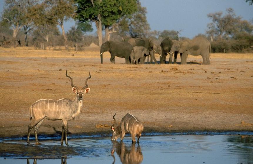 LINYANTI RESERVE The 125,000 hectare (480sq mi) Linyanti Concession is bordered by Chobe National Park to the east, and the Linyanti / Chobe River to its north.