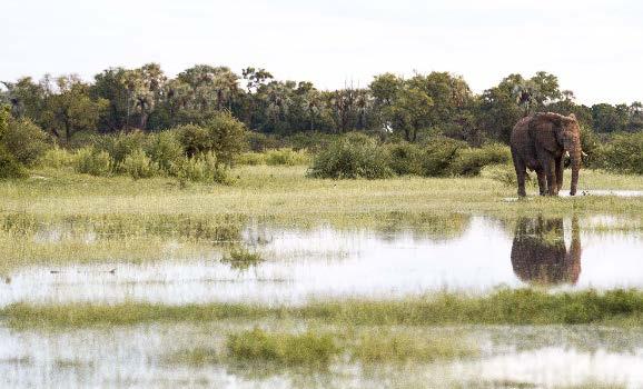 Introduction Botswana s Okavango Delta is rightly considered to be one of the most incredible wildlife and wilderness sanctuaries in Africa.