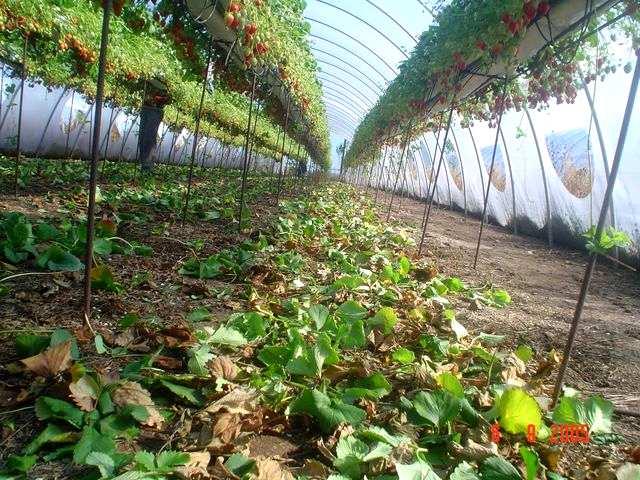 cutting, weeding Planting Strawberries, Raspberries,