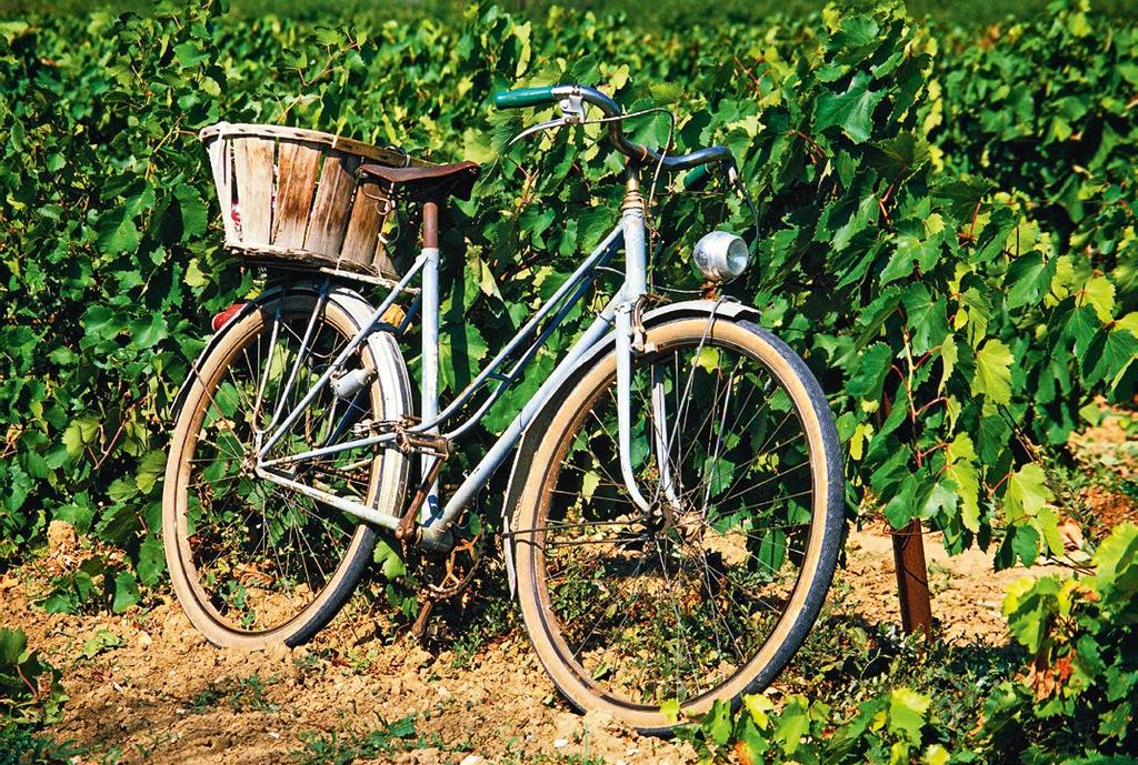 2 3 1 4 1. New Experience of Vojvodina Wine Routes and Recreation 2. Grape-picking Days at Palić 3.