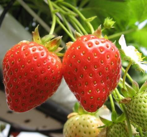 WORK Picking - Strawberries, Raspberries, Blueberries and