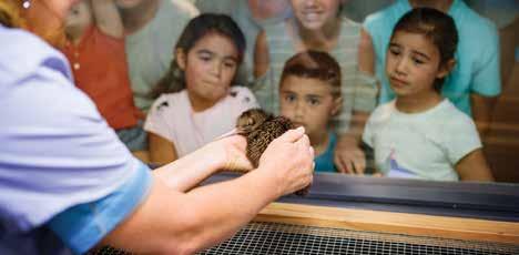 Visit Kiwi Encounter and learn about kiwi conservation.