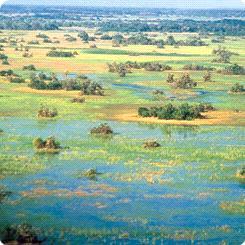 The Okovango Botswana s largest water body, holds more water