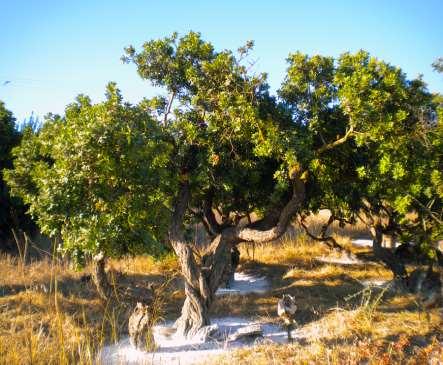 ❶ Landscape: History>Mastic and Chios Chios is famous for its mild climate, its history, its dominant position in the world