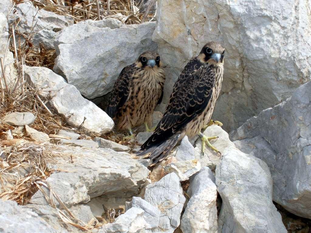 On the steep cliffs of Mount Kochylas and the nearby islets, are nests of Falcon (Falco eleonorae), a migratory falcon that is a globally threatened species.